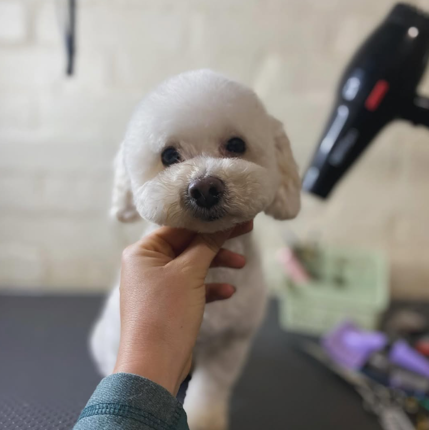Bichón frisé blanco recibiendo secado en la peluquería