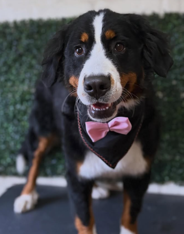 Boyero de Berna con corbatín rosado en la peluquería canina