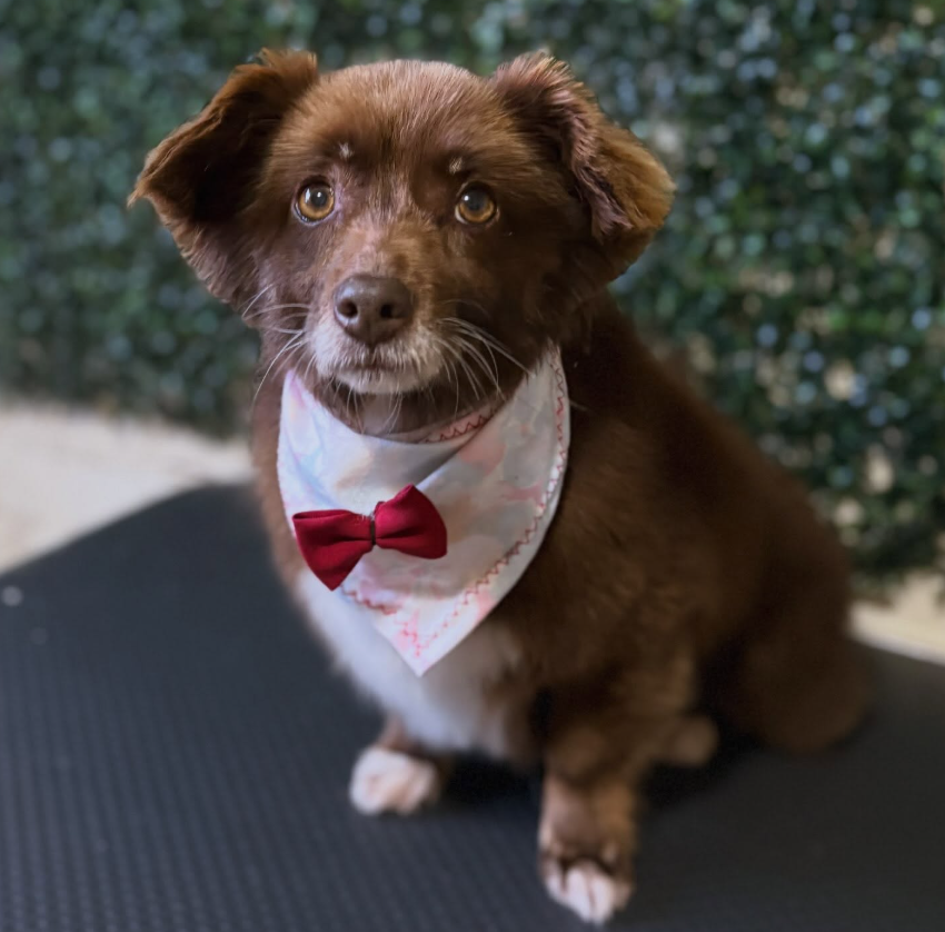 Perrito café con pañoleta y corbatín rojo listo tras su baño