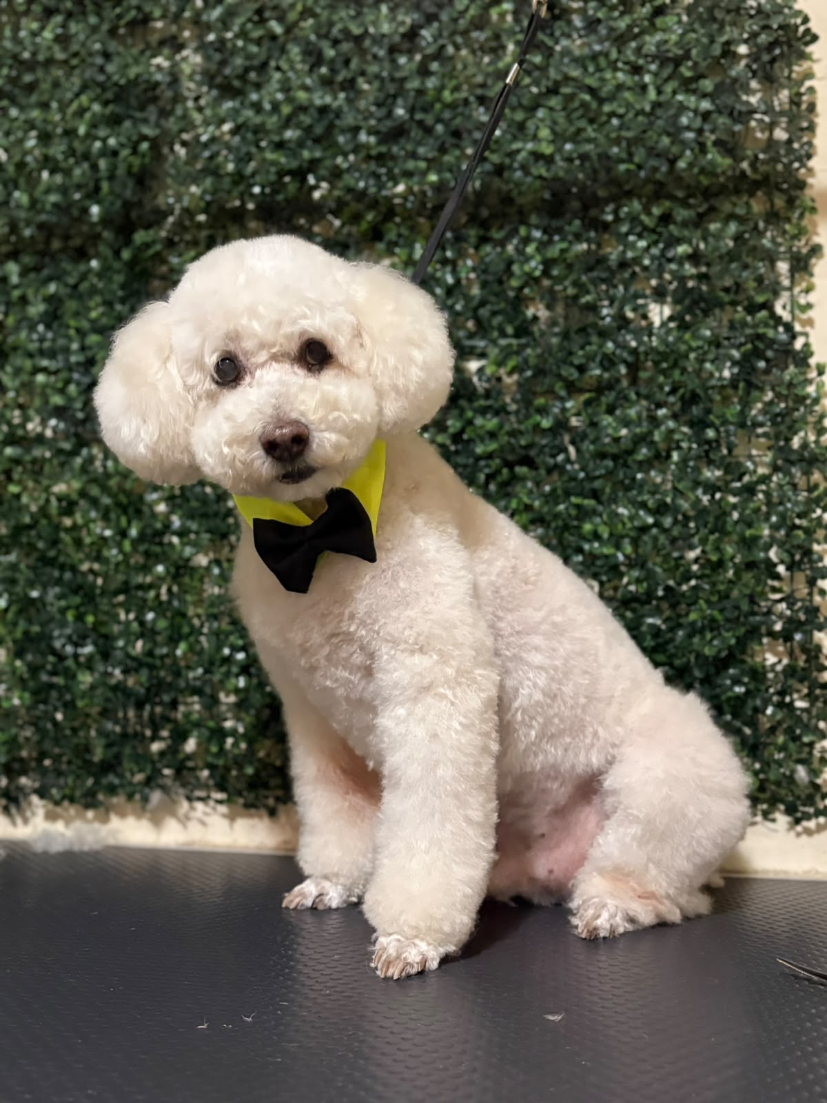 Poodle blanco recién bañado con corbatín negro en Peludísimos Osorno
